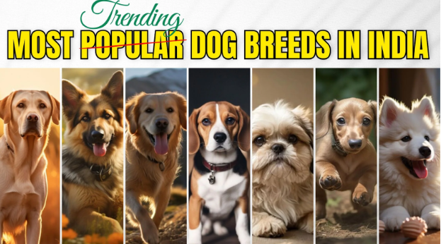 dog breeds in india​